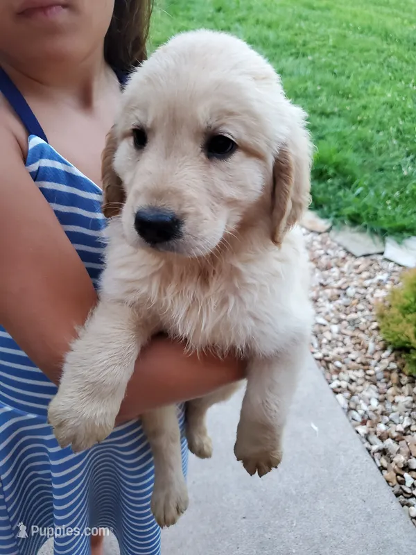 Emily – Golden Retriever puppy for sale in Barrington, IL