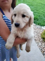 Emily, a female Golden Retriever for sale in Barrington, IL – 2 of 3