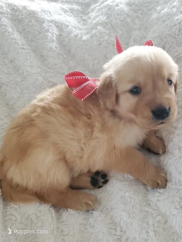 Penny – Golden Retriever puppy for sale in Barrington, IL