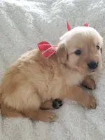 Penny, a female Golden Retriever for sale in Barrington, IL – 1 of 4