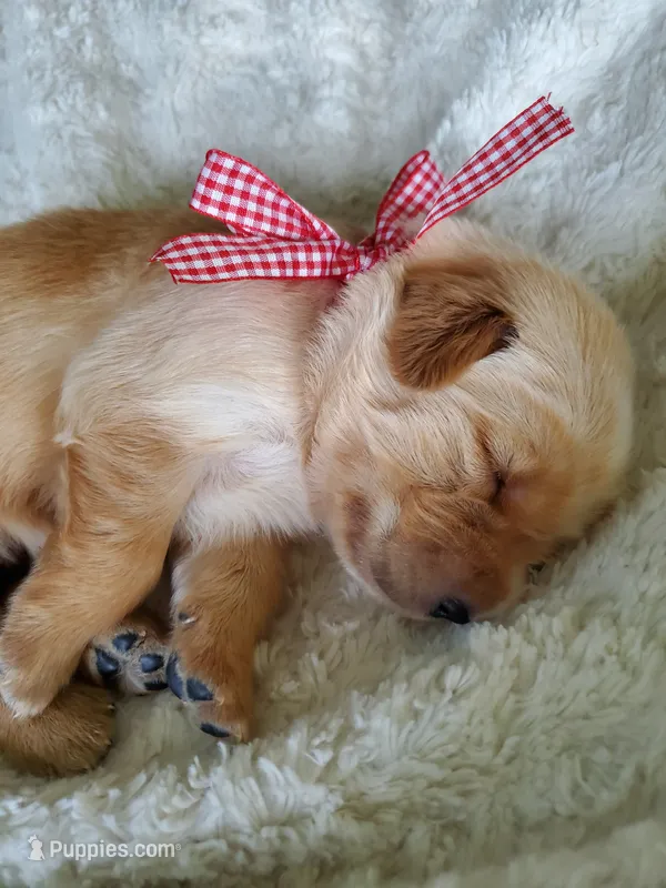 Finn  – Golden Retriever puppy on hold in Barrington, IL