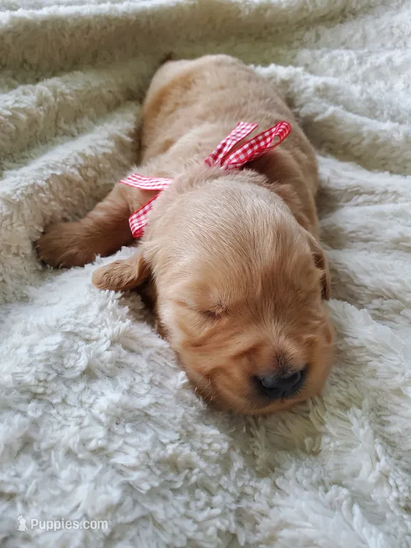 Charlotte – Golden Retriever puppy on hold in Barrington, IL