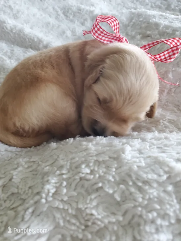 Paisley – Golden Retriever puppy for sale in Barrington, IL