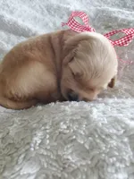 Paisley, a female Golden Retriever for sale in Barrington, IL – 1 of 10