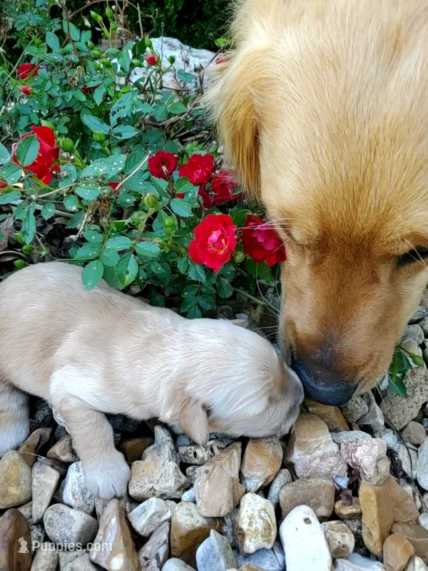 Lola – Golden Retriever puppy for sale in Barrington, IL