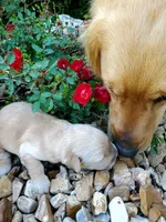 Lola, a female Golden Retriever for sale in Barrington, IL – 1 of 10