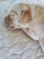 Juniper , a female Golden Retriever for sale in Barrington, IL – 2 of 9