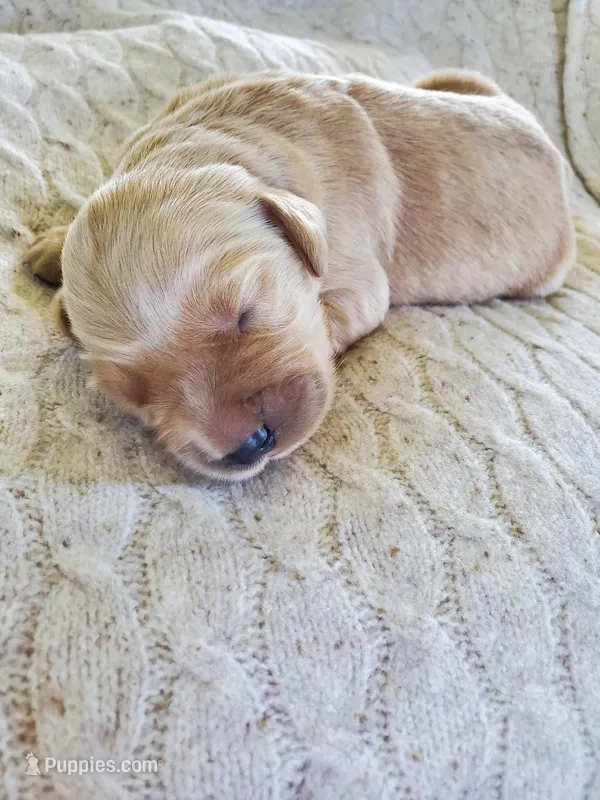 Juniper  – Golden Retriever puppy for sale in Barrington, IL