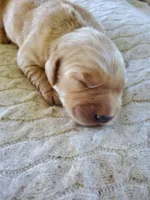 Juniper , a female Golden Retriever for sale in Barrington, IL – 3 of 9