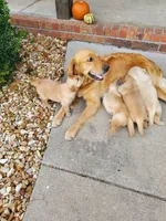 Leo, a male Golden Retriever for sale in Barrington, IL – 6 of 10