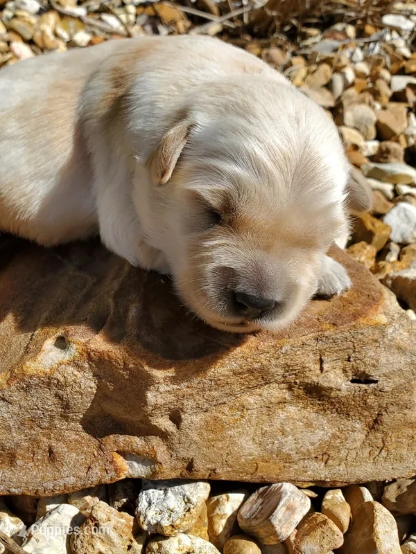 Hudson  – Golden Retriever puppy for sale in Barrington, IL