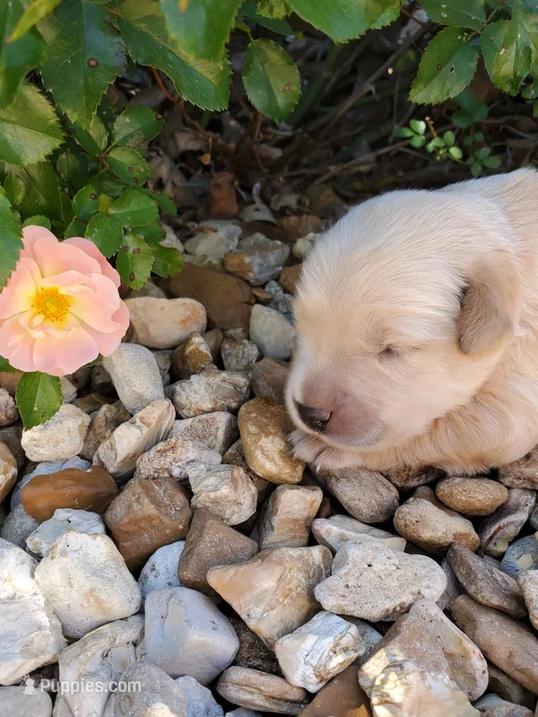 Penelope – Golden Retriever puppy for sale in Barrington, IL