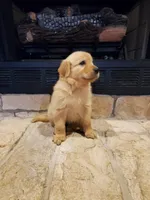 Annabelle, a female Golden Retriever for sale in Barrington, IL – 2 of 8