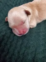 Penelope, a female Golden Retriever for sale in Barrington, IL – 2 of 8