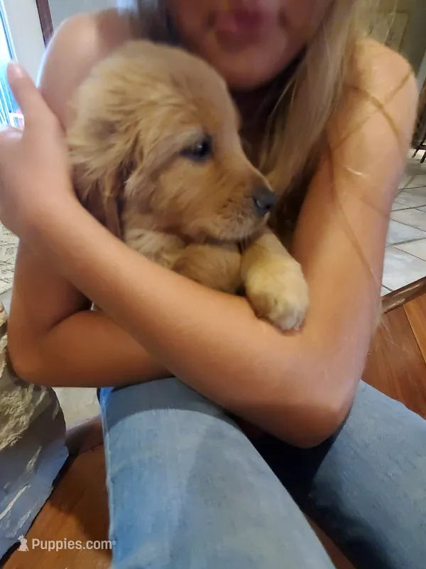 Scarlett – Golden Retriever puppy for sale in Barrington, IL