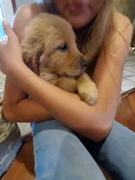 Scarlett, a female Golden Retriever for sale in Barrington, IL – 1 of 5