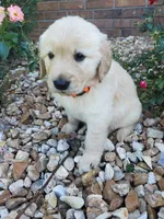 Birch , a male Golden Retriever for sale in Barrington, IL – 3 of 7