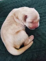 Finn , a male Golden Retriever for sale in Barrington, IL – 4 of 4