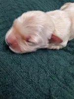 Finn , a male Golden Retriever for sale in Barrington, IL – 2 of 4