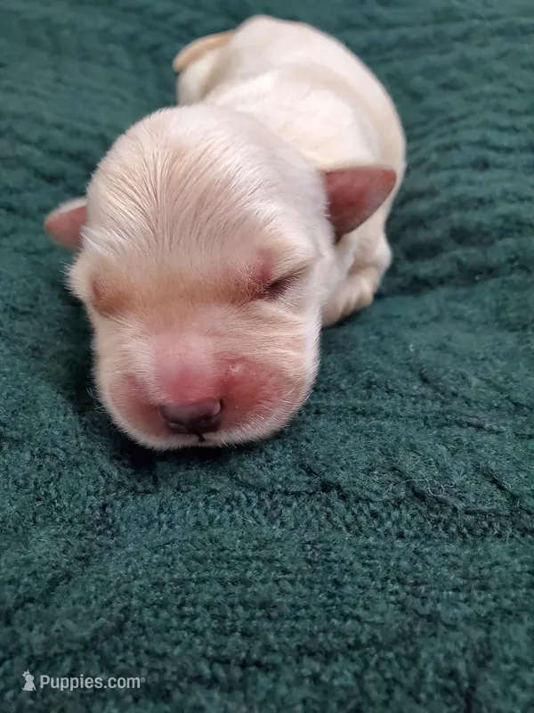 Finn  – Golden Retriever puppy for sale in Barrington, IL