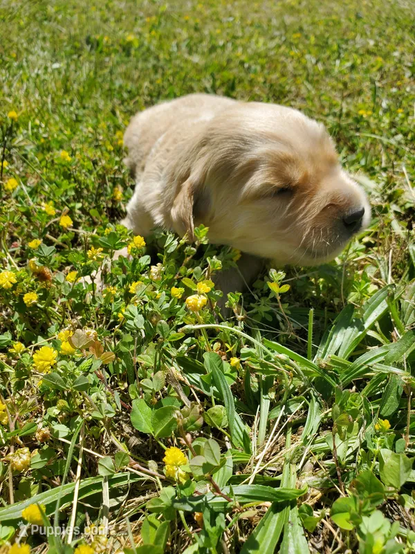 Louie – Golden Retriever puppy on hold in Barrington, IL