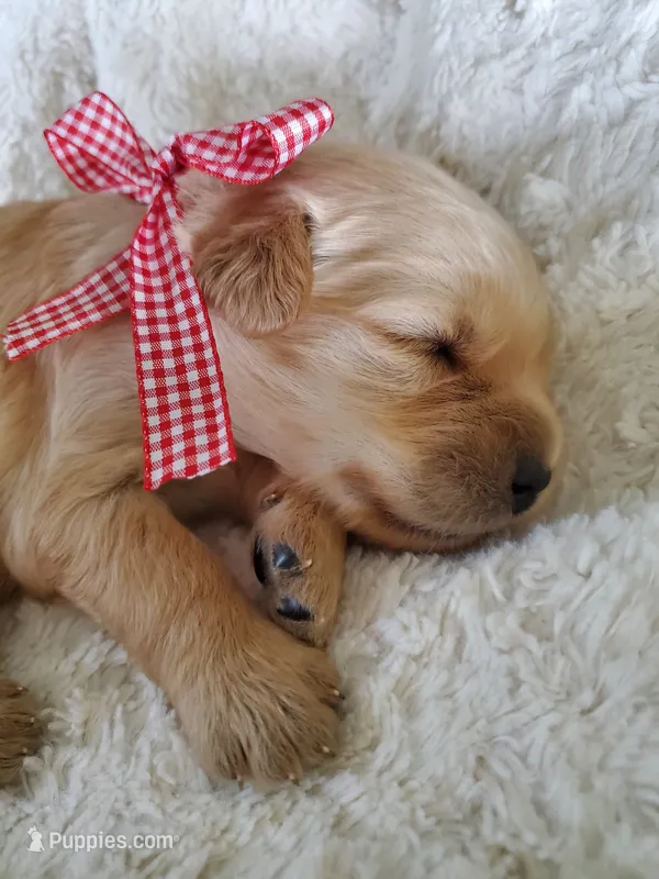 Leo – Golden Retriever puppy on hold in Barrington, IL