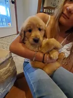 Scarlett, a female Golden Retriever for sale in Barrington, IL – 2 of 5