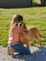 Penelope, a female Golden Retriever for sale in Barrington, IL – 4 of 8