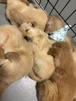 Molly, a female Golden Retriever for sale in Barrington, IL – 2 of 2
