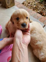 AKC Milo , a male Golden Retriever for sale in Barrington Hills, IL – Photo 6 of 6