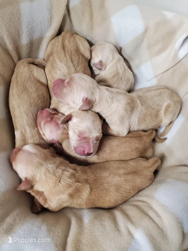 AKC Milo  – Golden Retriever puppy for sale in Barrington Hills, IL