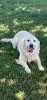AKC Milo , a male Golden Retriever for sale in Barrington Hills, IL – Photo 4 of 6