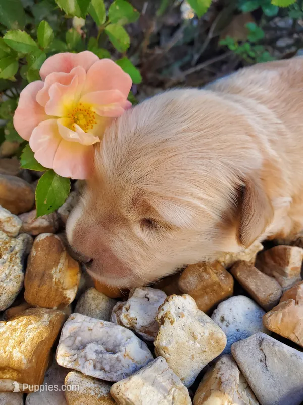 Evelyn – Golden Retriever puppy for sale in Barrington, IL