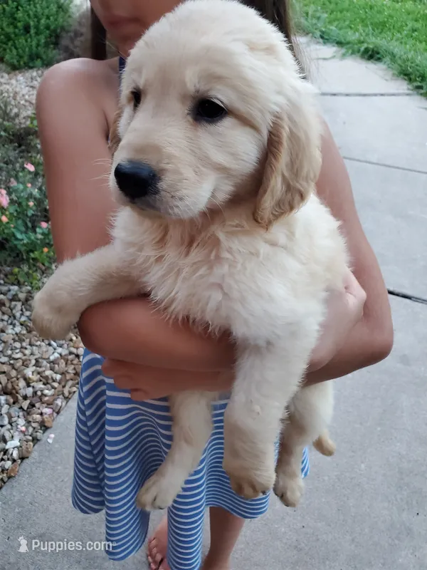 Emily – Golden Retriever puppy for sale in Barrington, IL