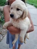 Emily, a female Golden Retriever for sale in Barrington, IL – 1 of 3
