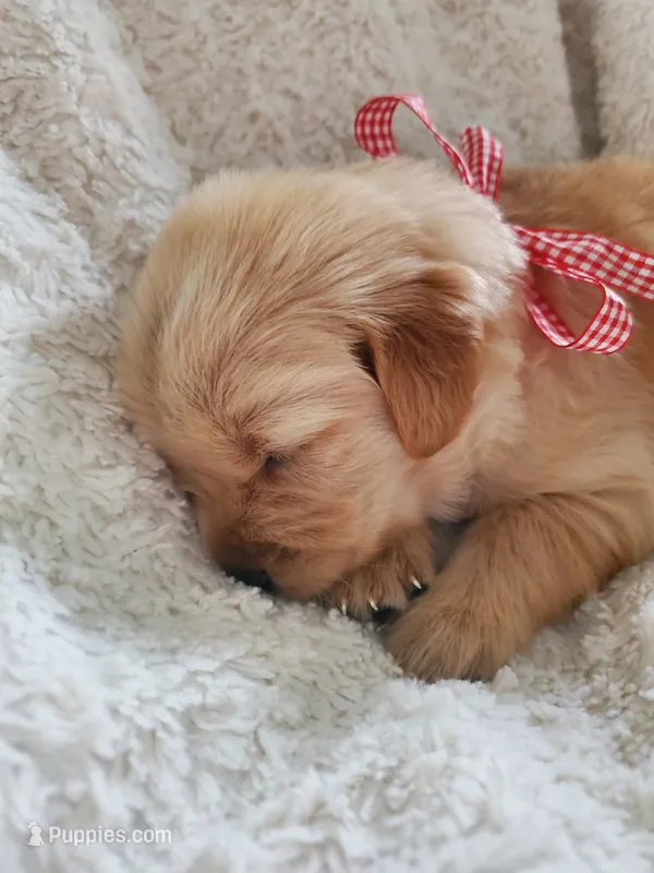 Lola – Golden Retriever puppy for sale in Barrington, IL