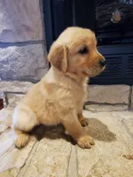 Annabelle, a female Golden Retriever for sale in Barrington, IL – 6 of 8
