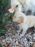 Birch , a male Golden Retriever for sale in Barrington, IL – 5 of 7