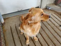 River , a male Golden Retriever for sale in Springfield, MO – Photo 2 of 6