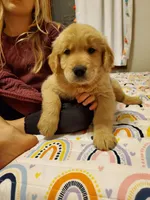 River , a male Golden Retriever for sale in Springfield, MO – Photo 4 of 6