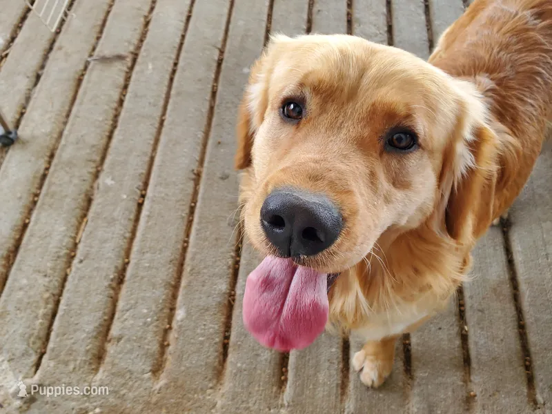 River , a male Golden Retriever for sale in Springfield, MO – Photo 1 of 6