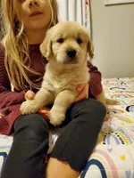 River , a male Golden Retriever for sale in Springfield, MO – Photo 5 of 6