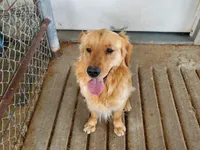 River , a male Golden Retriever for sale in Springfield, MO – Photo 3 of 6