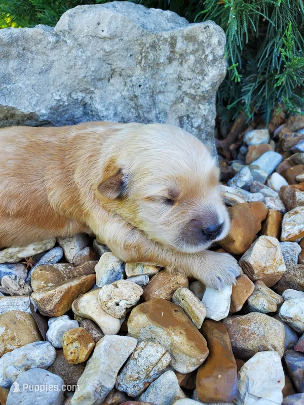 Milo  – Golden Retriever puppy on hold in Barrington, IL