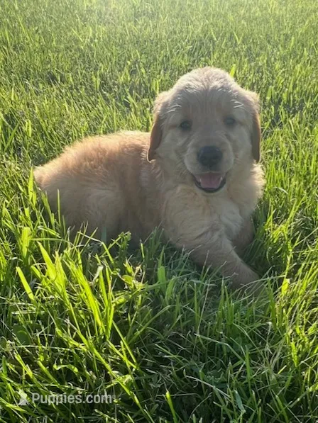Bella  – Golden Retriever puppy for sale in Barrington, IL