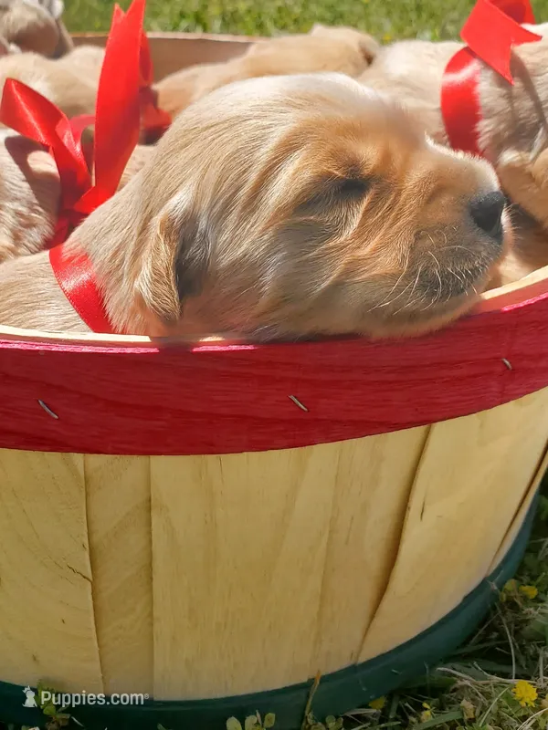 Charlotte – Golden Retriever puppy for sale in Barrington, IL