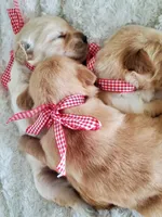 Henry, a male Golden Retriever for sale in Barrington, IL – 3 of 9