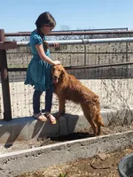 Emma , a female Golden Retriever for sale in Springfield, MO – Photo 5 of 5