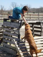 Emma , a female Golden Retriever for sale in Springfield, MO – Photo 4 of 5