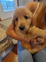 Scarlett, a female Golden Retriever for sale in Barrington, IL – 3 of 5